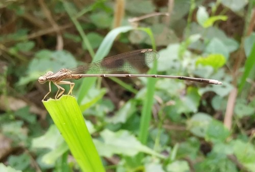 แมลงปอเข็มยาวปลายเด่น · Yellow featherlegs · Copera marginipes