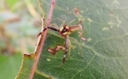 Epocilla praetextata