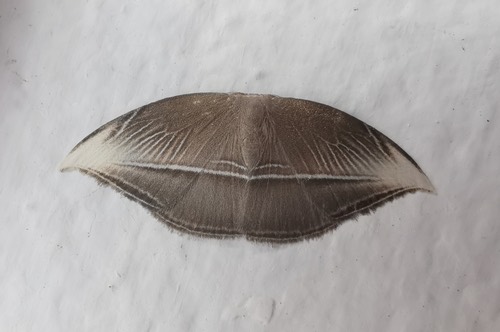 Microblepsis leucosticta