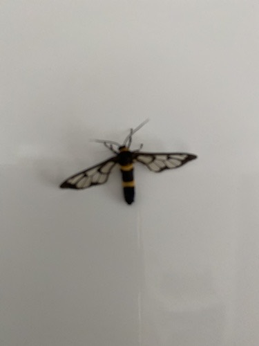 ผีเสื้อหญ้าลายเสือ · Handmaiden moth · Syntomoides imaon