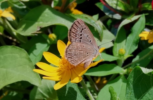 ผีเสื้อฟ้าเซลล์จุดป่าสูง · Pale Grass Blue · Pseudozizeeria maha