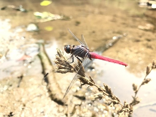 ชนิดย่อย แมลงปอบ้านเสืออกม่วงท้องแดง · Common Red Skimmer · Orthetrum neglectum