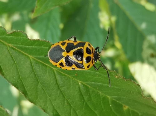 มวนโล่กะหล่ำปลี · Painted bug · Eurydema dominulus