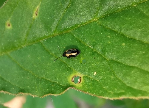 ด้วงหมัดผักกาด · Striped Flea Beetle · Phyllotreta striolata