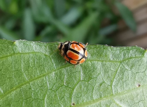 Propylea luteopustulata