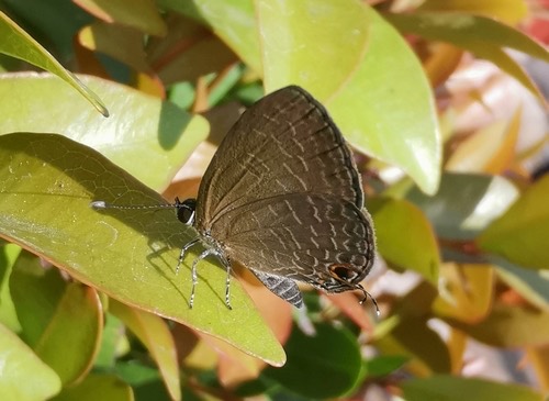 ผีเสื้อฟ้าวาวสีคล้ำ · Dark Cerulean · Jamides bochus