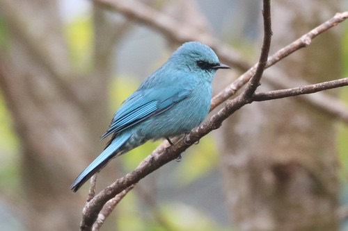 นกจับแมลงสีฟ้า · Verditer Flycatcher · Eumyias thalassinus