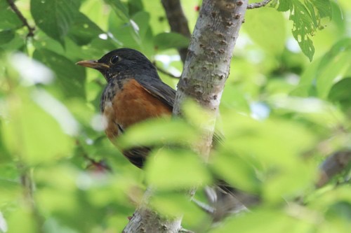 นกเดินดงอกดำ · Black-breasted Thrush · Turdus dissimilis