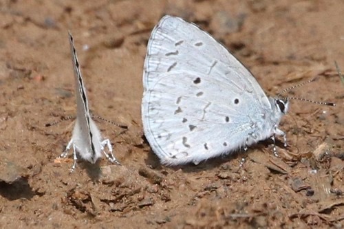 ผีเสื้อฟ้าพุ่มลิมบาตา · Plain Hedge Blue · Celastrina lavendularis