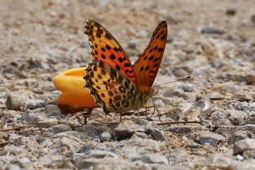 ผีเสื้อลายเขาสูง · Tropical Fritillary · Argynnis hyperbius