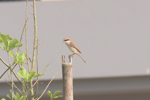 นกอีเสือสีน้ำตาล · Brown Shrike · Lanius cristatus