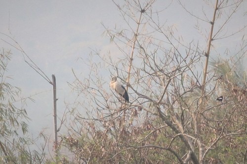 นกปากห่าง · Asian Openbill · Anastomus oscitans