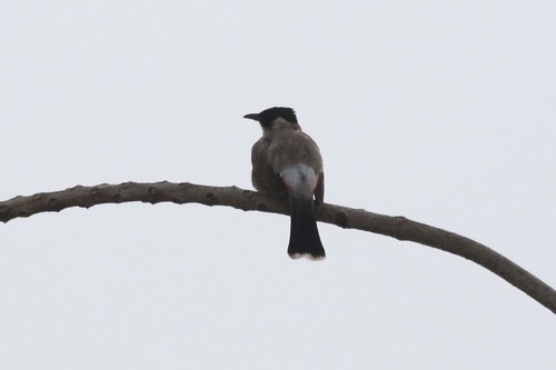 นกปรอดหัวสีเขม่า · Sooty-headed Bulbul · Pycnonotus aurigaster