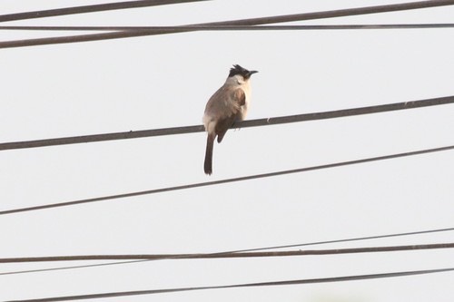นกปรอดหัวสีเขม่า · Sooty-headed Bulbul · Pycnonotus aurigaster