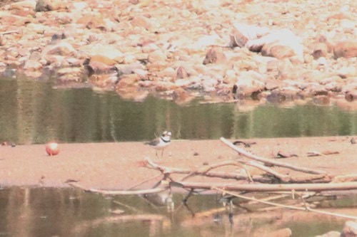 นกหัวโตเล็กขาเหลือง · Little Ringed Plover · Thinornis dubius