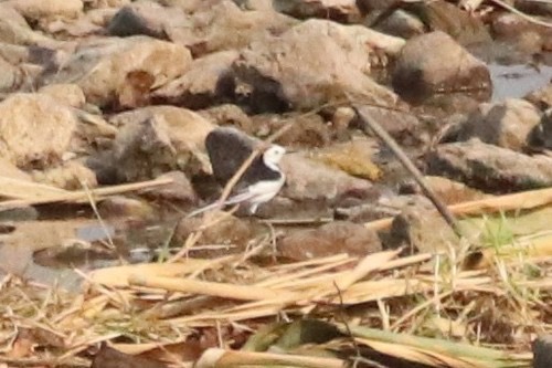 นกอุ้มบาตร · White Wagtail · Motacilla alba