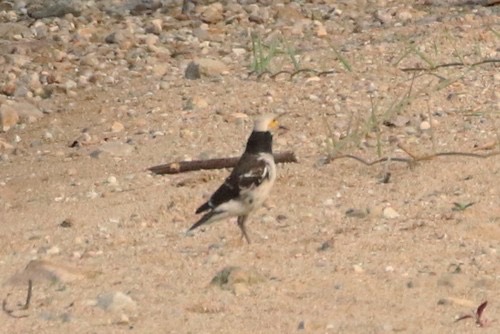 นกกิ้งโครงคอดำ · Black-collared Starling · Gracupica nigricollis