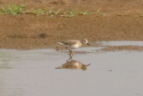 นกสติ๊นท์อกเทา · Temminck's Stint · Calidris temminckii