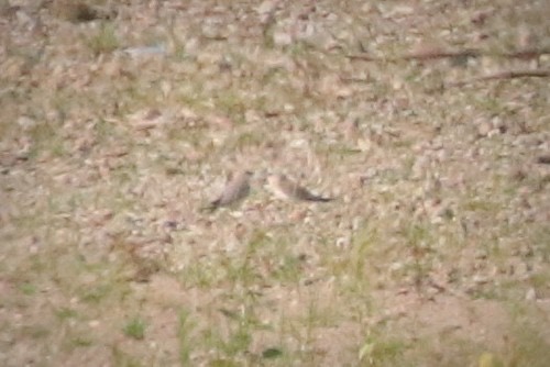 นกแอ่นทุ่งเล็ก · Small Pratincole · Glareola lactea