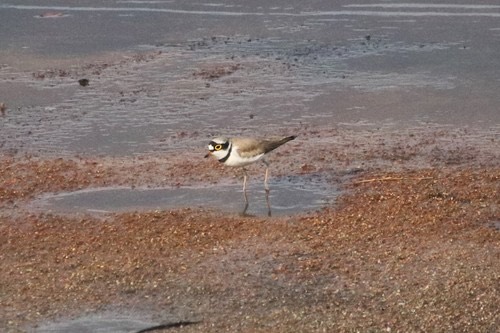 นกหัวโตเล็กขาเหลือง · Little Ringed Plover · Thinornis dubius