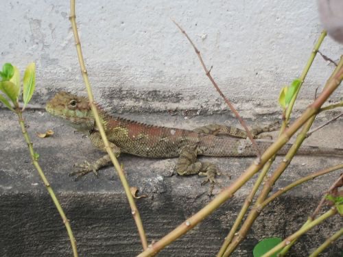 กิ้งก่าหัวสีฟ้า · Siamese Blue Crested Lizard · Calotes goetzi
