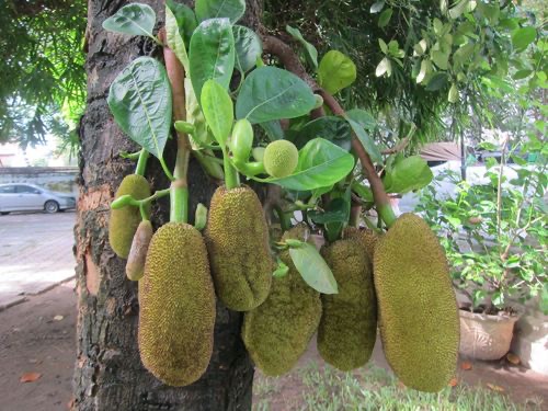 ขนุน · Jackfruit · Artocarpus heterophyllus