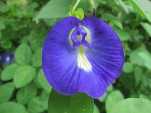 อัญชัน · Blue Pea · Clitoria ternatea