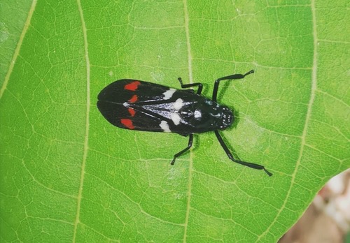 เพลี้ยกระโดดดำ · Sugarcane Spittlebug · Callitettix versicolor