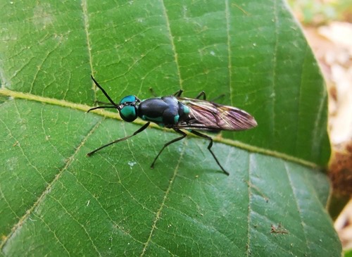 Eudmeta marginata