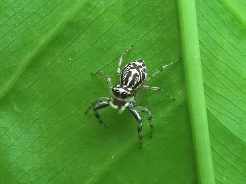 แมงมุมกระโดดหลากสี · Multi-Coloured Phintella · Phintelloides versicolor
