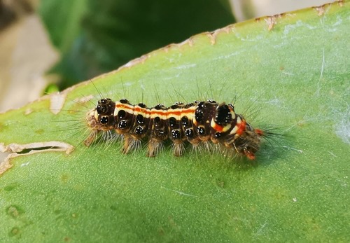Orvasca subnotata