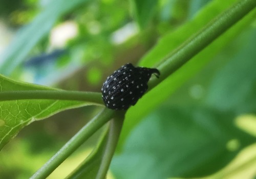 Cionus albopunctatus