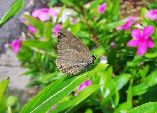 ผีเสื้อฟ้าขอบขนธรรมดา · Common Ciliate Blue · Anthene emolus