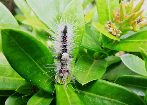 ผีเสื้อหนอนบุ้งหัวแดง · Brown Tussock Moth · Olene mendosa