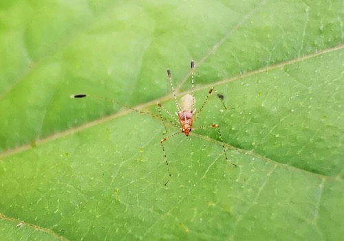 Metacanthus pulchellus