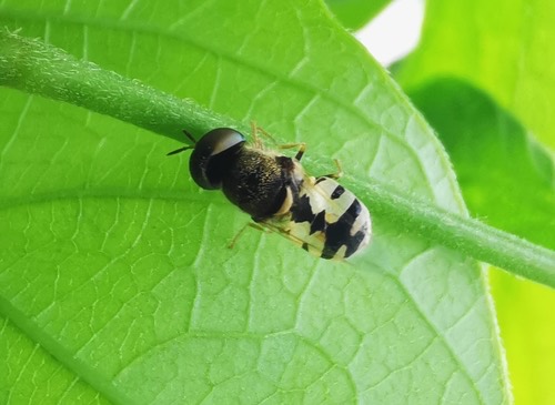 Oplodontha facinigra