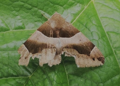 Dysgonia stuposa