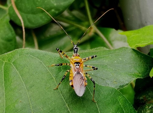 Cosmolestes annulipes