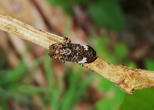 Pterolophia persimilis