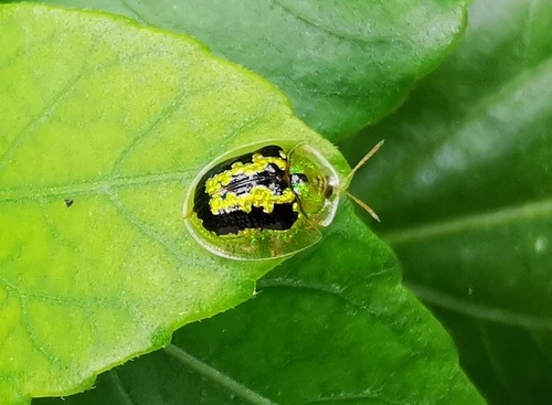ด้วงเต่าทองเขียวผักบุ้ง · Green Tortoise Beetle · Cassida circumdata