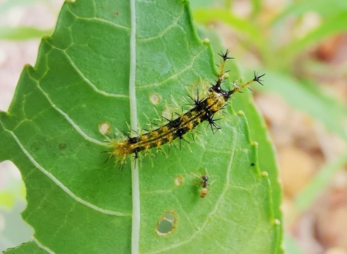 ผีเสื้อหนอนละหุ่งธรรมดา · Common Castor Butterfly · Ariadne merione