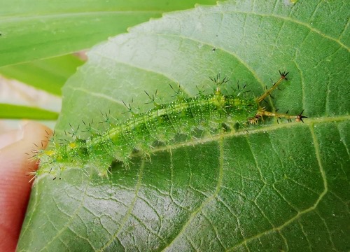 ผีเสื้อหนอนละหุ่งธรรมดา · Common Castor Butterfly · Ariadne merione