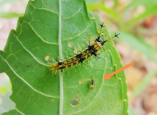 มดเหม็น · Ghost Ant · Tapinoma melanocephalum
