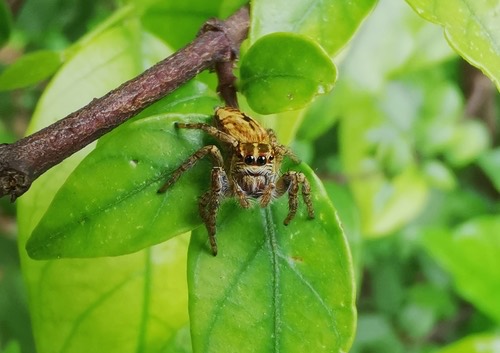 Carrhotus viduus