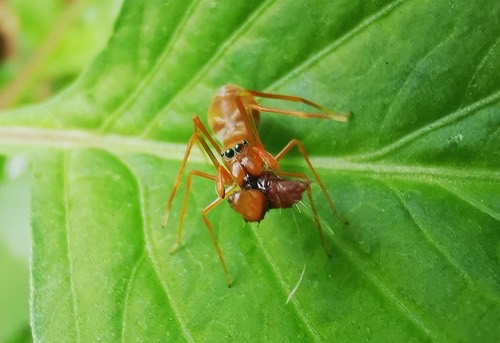 แมงมุมกระโดดมดแดง · Red Weaver Ant-mimicking Spider · Myrmaplata plataleoides