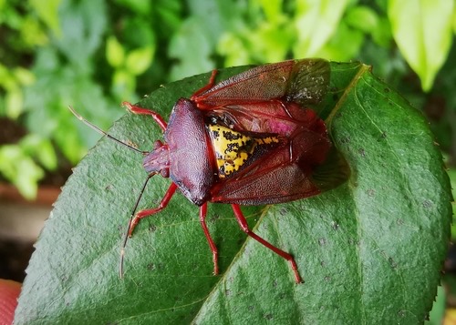 Halyomorpha scutellata