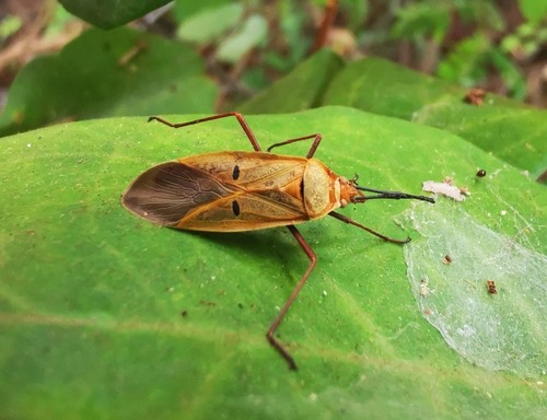 Dysdercus evanescens