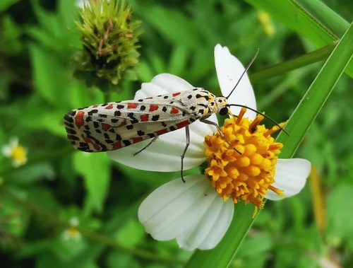 Heliotrope Moth · Utetheisa pulchelloides