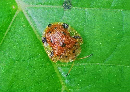 Nepalese Turtle Beetle · Laccoptera nepalensis