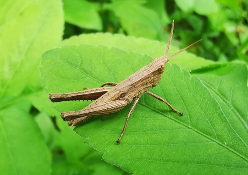 ตั๊กแตนสีตาลลายจาง · Silent Slant-Faced Grasshopper · Phlaeoba infumata